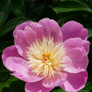 GS日和の画像 by グリーンさん | 広い庭とシャクヤクとピンクの花とGS映えとGS日和とピンクワールドへ ようこそとガーデニングと花のある暮らし